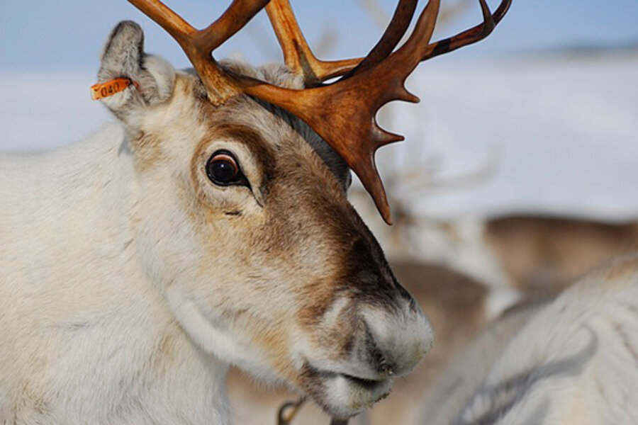 Winter Reindeer