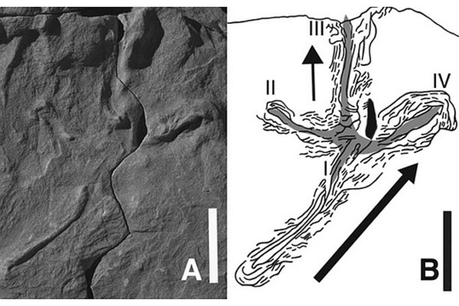 The interpretive outline drawing of theropod tracks at