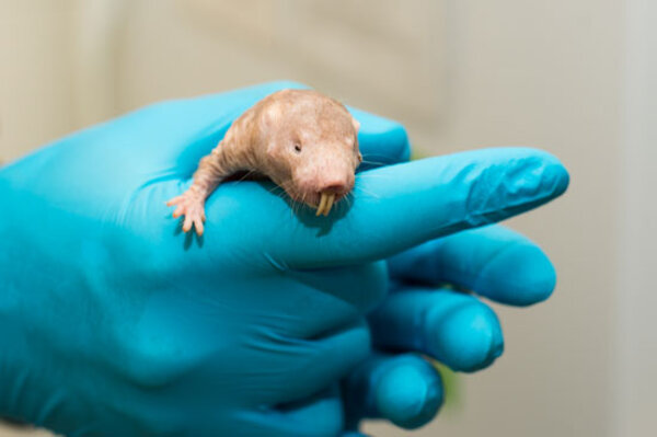 Death Defying Naked Mole Rat How Does It Do It