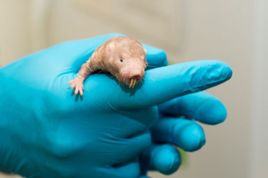 Death-defying naked mole rat: How does it do it? 
