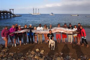 Oarfish Found: Giant Oarfish Probably Inspired Sea Serpent Myths ...