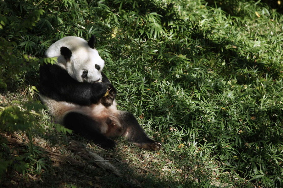 Why Giant Pandas Are Unusually Resilient Csmonitor Why Giant Pandas Are Unusually Resilient Csmonitor