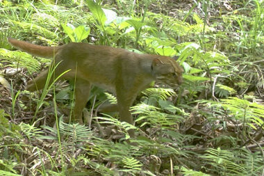 rare cat species spotted in borneo