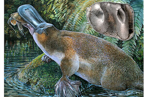 platypus evolution box