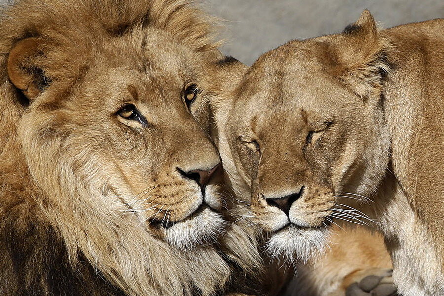 Lion kills lioness: Dallas zoo lion shocks trainers 