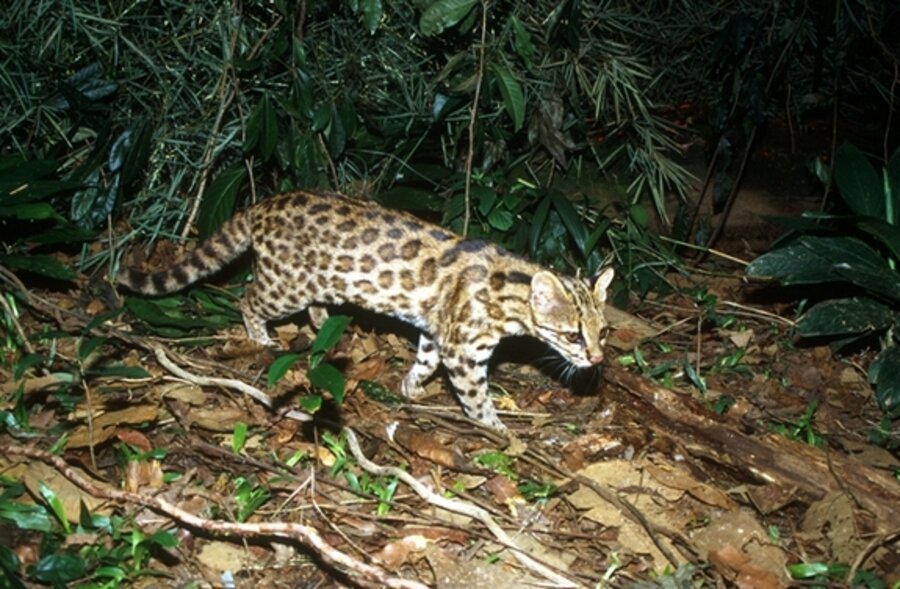 New 'little tiger cat' species found in Brazil 