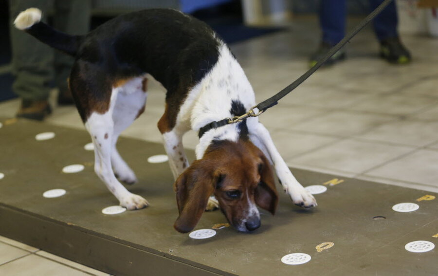 Sniff Beagle