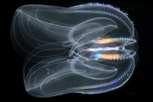 what are comb jellies