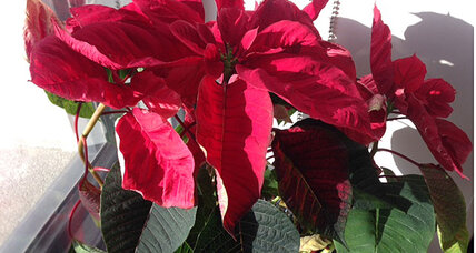 Poinsettia shakedown: Italian mafia makes shop owners offer they can't refuse