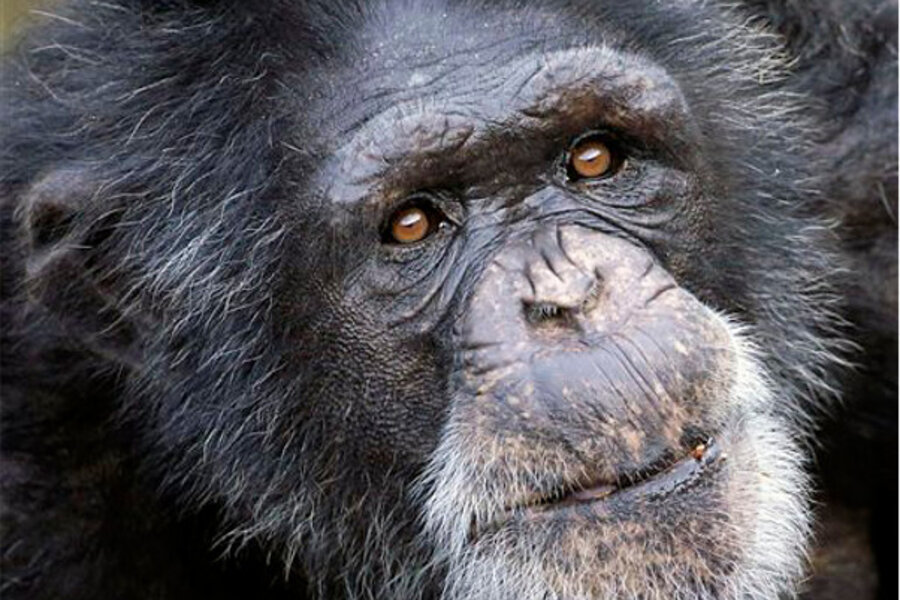 Rights for chimps: Group seeks 'personhood' for 4 chimps in NY ...