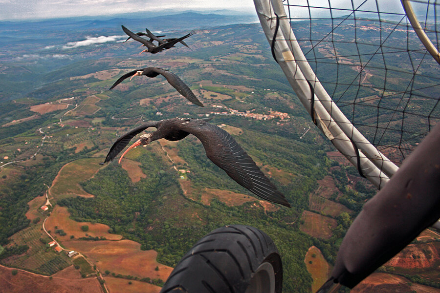 New research explores the mechanics of how birds flock