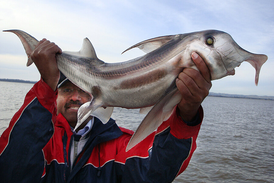 Sharks Have Few Places To Hide From Fishing, Study Shows : The