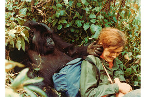 https://images.csmonitor.com/csm/2014/01/0116-Fossey-with-Puck.jpg?alias=standard_300x200