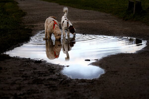 what wolf did dogs evolve from