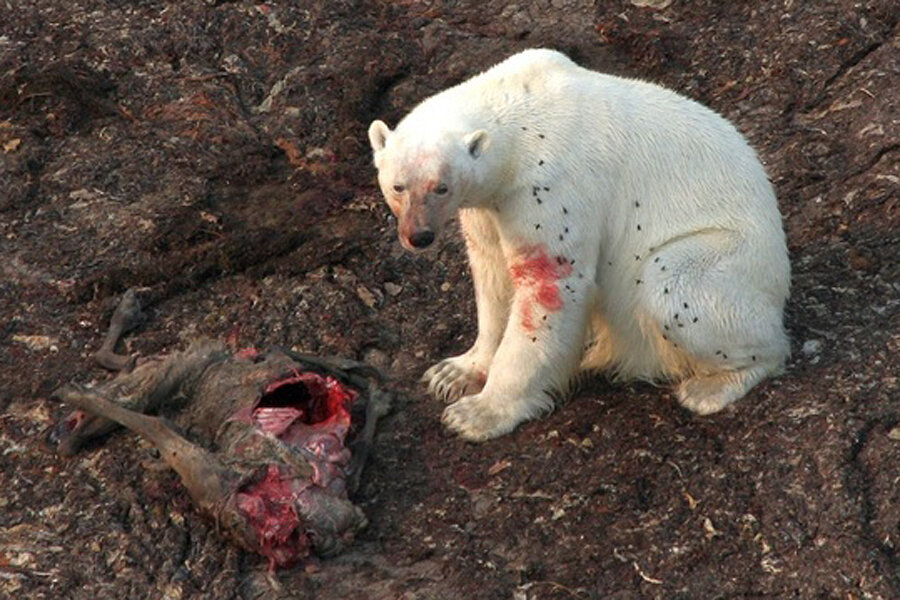 Scientists have known for years that polar bears that are forced ashore in  summer by melting sea ice may feed on foods like bird eggs, be