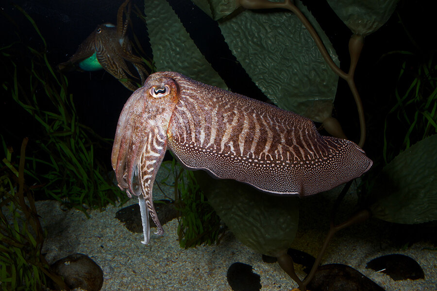 How the world's smartest invertebrate could teach you how to hide - How the world's smartest invertebrate could teach you how to hide -