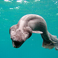 24 bizarre creatures of the deep - CSMonitor.com