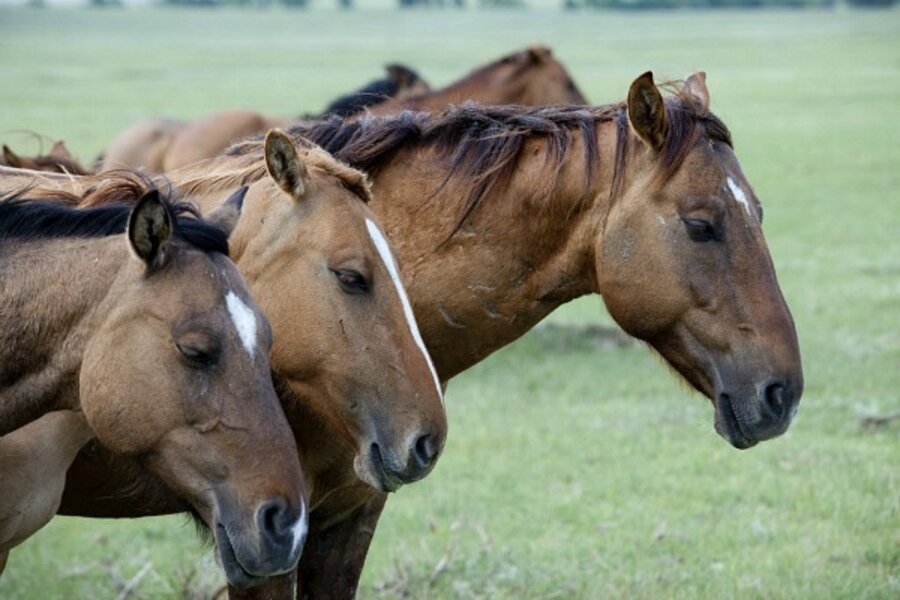 Saving horses from slaughter