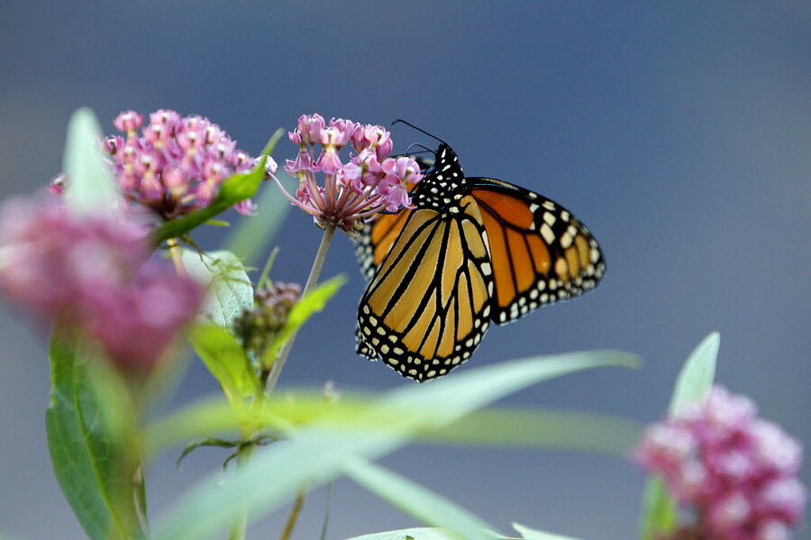 Bye-bye, butterfly? How you can fight the Monarch die-off - CSMonitor.com