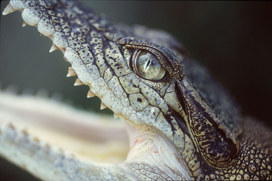 crocodile behavioral adaptations