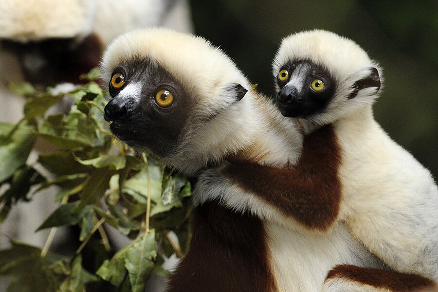 types of lemurs