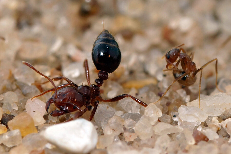 Have researchers discovered how to stop crazy ants?