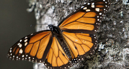 Do monarch butterflies need space on the North American summit agenda?