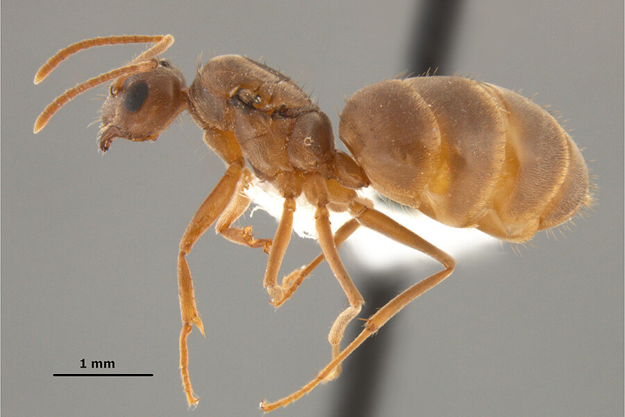 Ants can lift up to 5,000 times their own body weight, new study