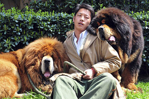 tibetan mastiff price