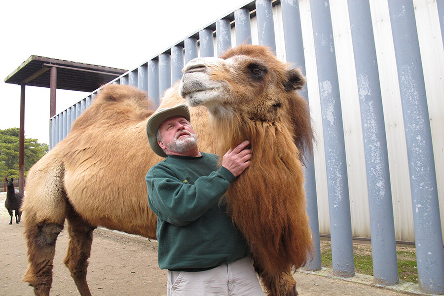 Why Do Camels Have Humps?  Drive-Through Wild Animal Safari