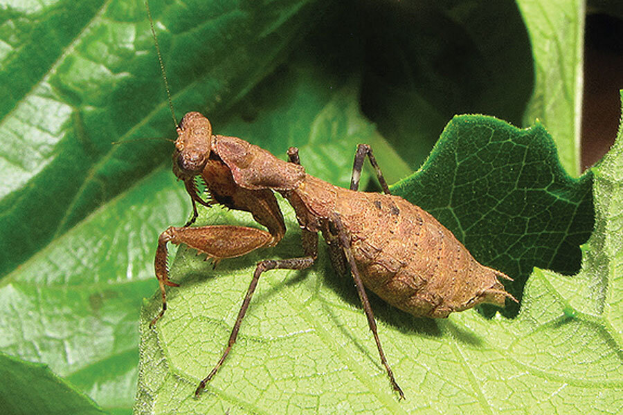 brown female praying mantis