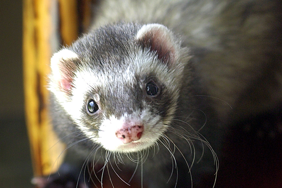 New York pro-ferret lobby rejoices: Don't lump us with even-toed ...