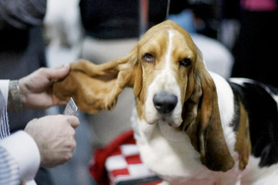 Joshua the basset hound - CSMonitor.com