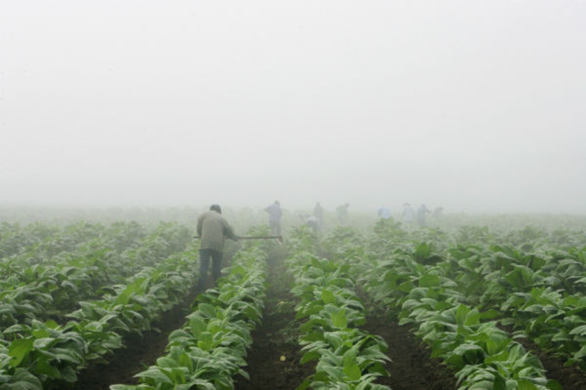 us tobacco farms Why child labor is still prevalent on US tobacco farms