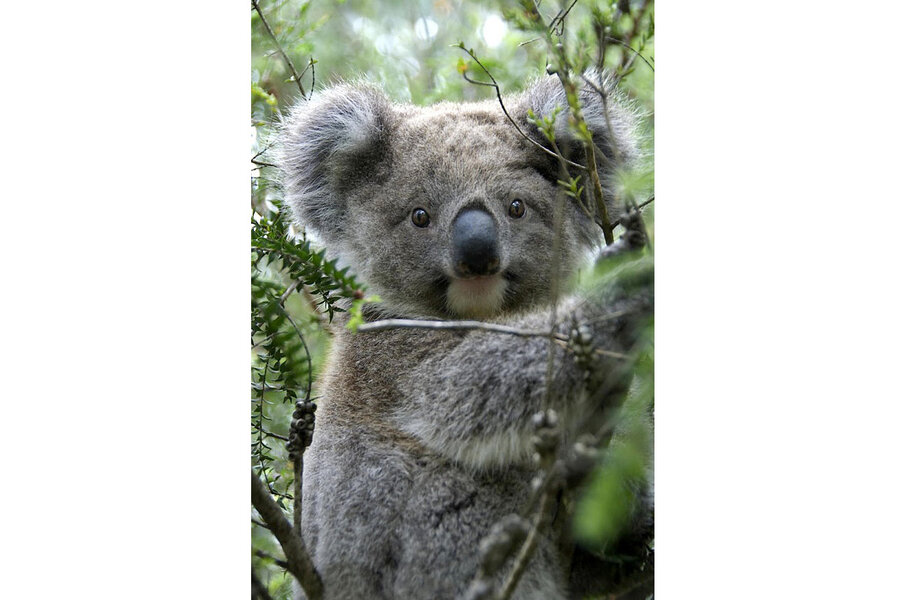 It's cool to be a tree hugger (at least if you're a koala) 