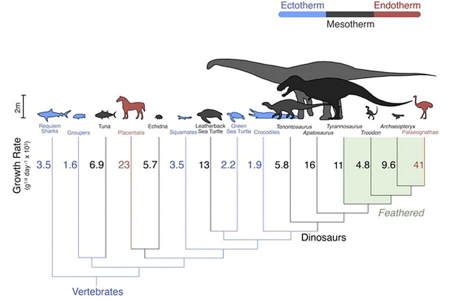 Were Dinosaurs Warm Blooded Or Cold Blooded Yes Say Scientists Csmonitor Com