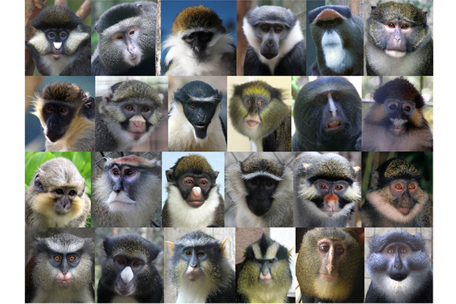 Monkeys evolved distinct faces to prevent interbreeding, say scientists -  