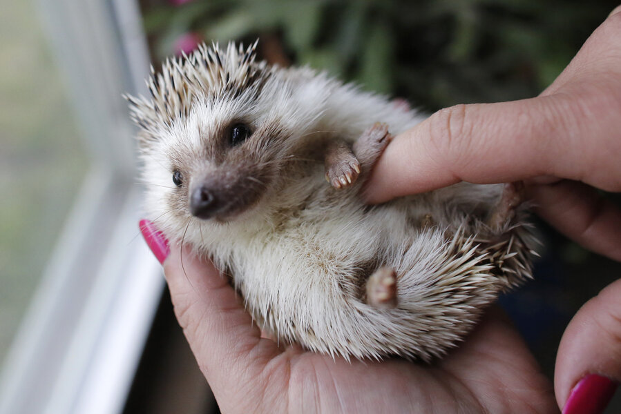 Hedgehogs poking ahead as popular pets 