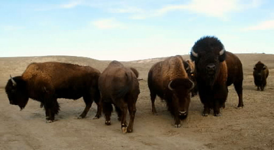 Buffalo Buffalo buffalo buffalo -