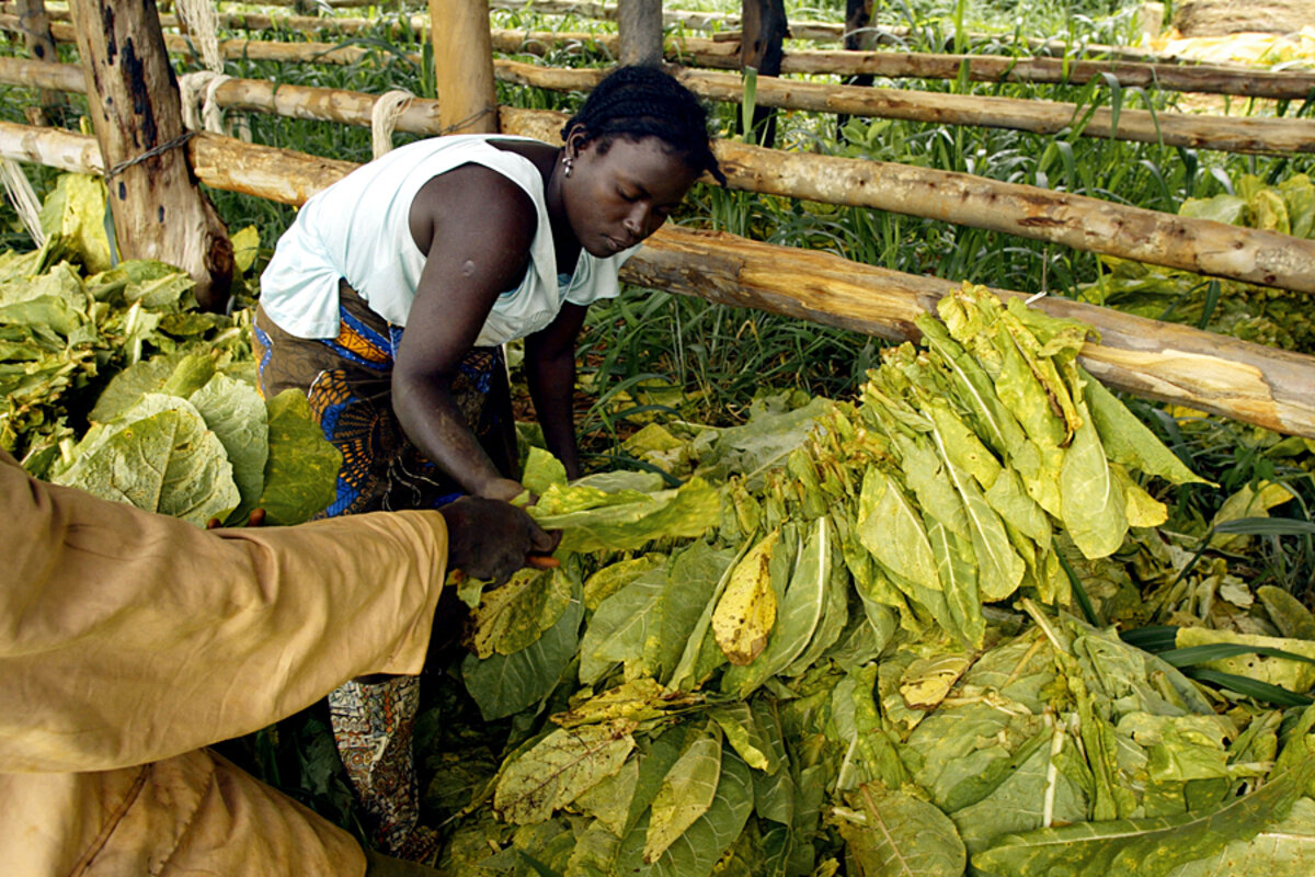 Big tobacco harvest not enough to save Zimbabwe's ailing economy