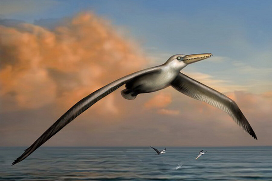 Pterosaurs could launch themselves 8 feet to soar through the air