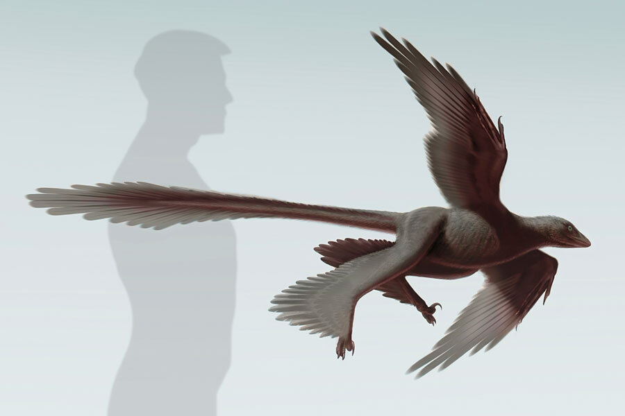 Dinosaur feathers may have been more birdlike than previously thought