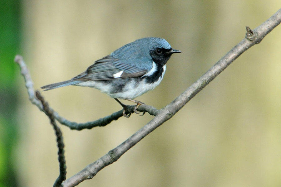A Shazam for birds? Scientists develop birdsong identifier.