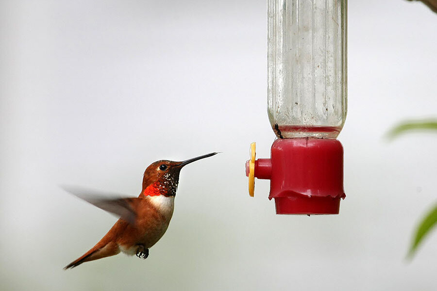 hummingbirds are inspiring drones -