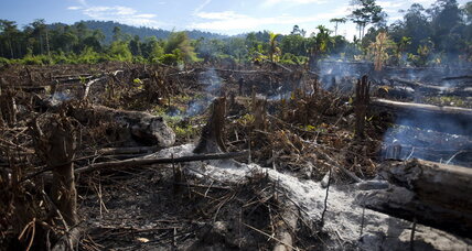 US forests hold new evidence of global warming - CSMonitor.com