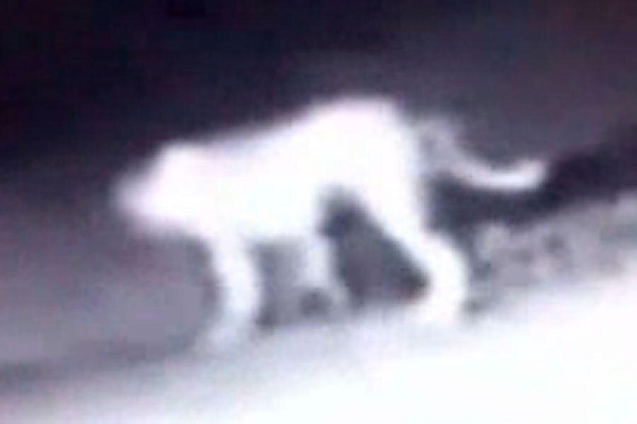 California mystery animal: Bizarre, catlike beast baffles experts