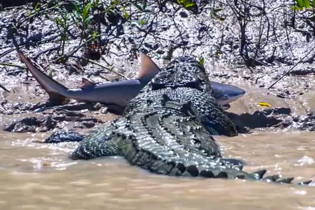 Crocodile eats shark: Is that normal? - CSMonitor.com, image size:1200x800