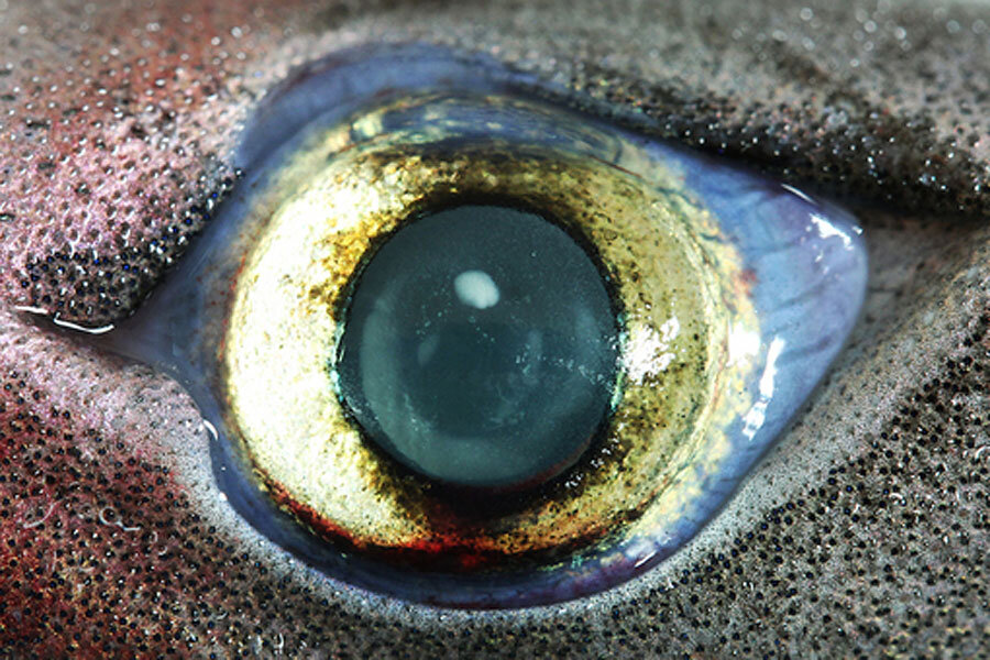 shark with human eyes