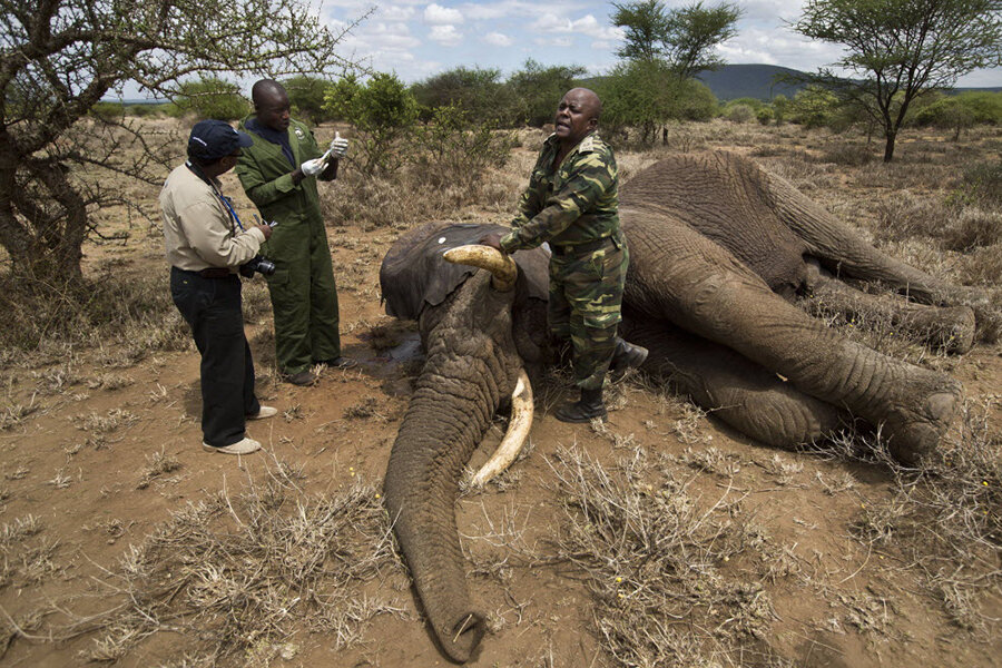 Despite severe poaching, hopeful signs on World Elephant Day