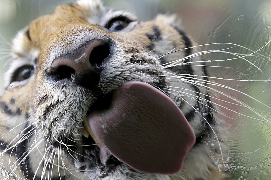 Take a Safe Tiger Selfie From Home? Here's How